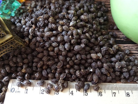 50 india papaya red lady hybrid.jpg