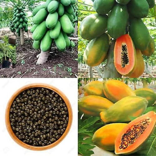 90 1hybrid papaya seeds for home.jpg