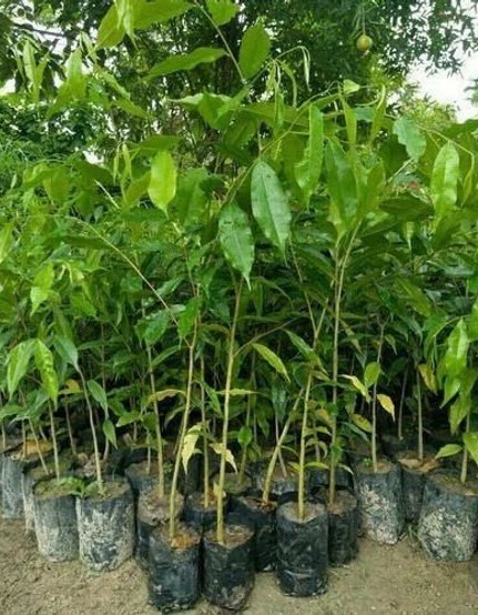 no annual yes agarwood plant sma.jpg