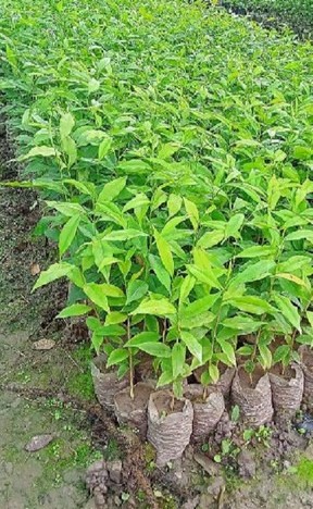 no annual yes agarwood plant sma (1).jpg