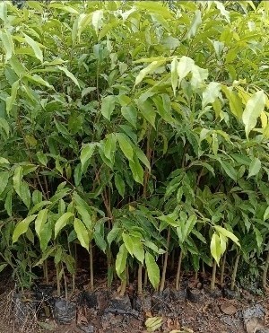 agarwood trees.jpg