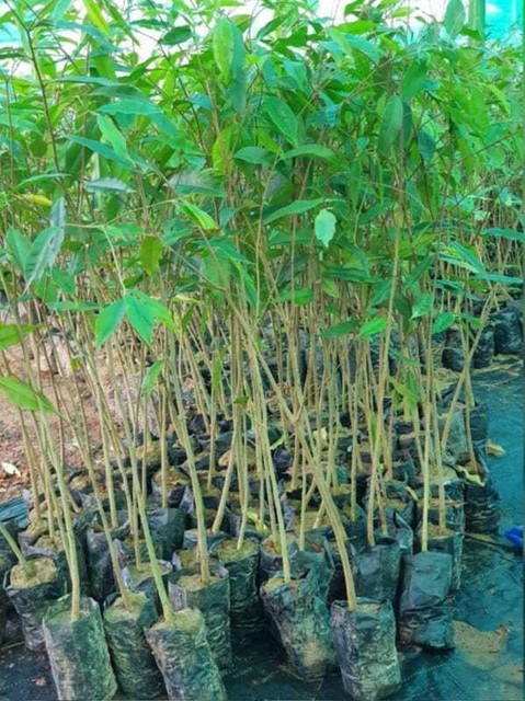 200 aguru plant seeds pioneer na.jpg
