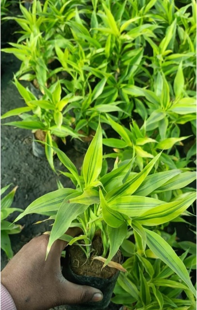 yes perennial no soil live plant.jpg