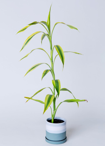 220613 avs plants 276 1.jpg