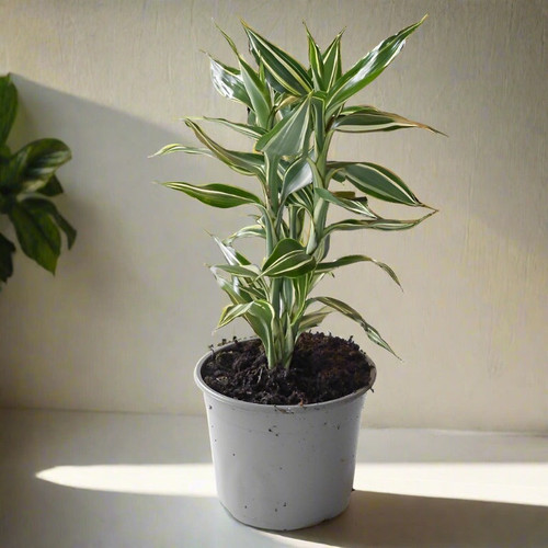 Dracaena Sanderiana Victory 13cm.jpg