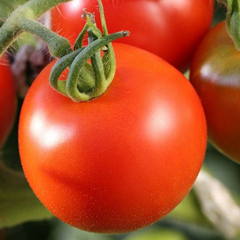 50 tomato50pp34 sree original im.jpg