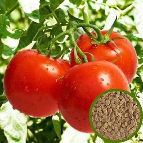 60 1deshi tomato seeds2g bdsreso.jpg