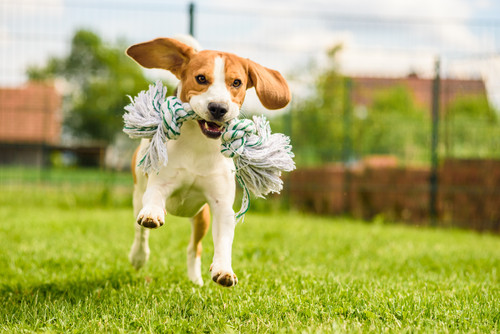 Beagle dog jumping and running with a toy in a outdoor towards the camera.jpg