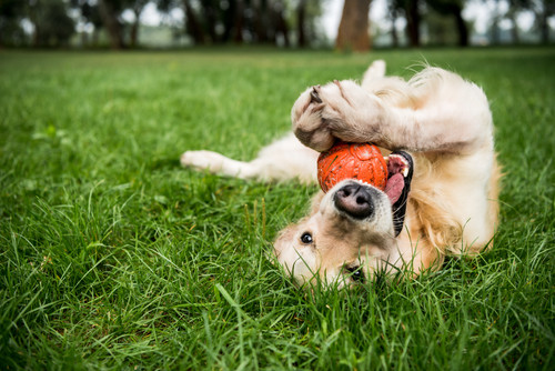 selective focus of golden retriever dog playing with rubber ball on green lawn.jpg