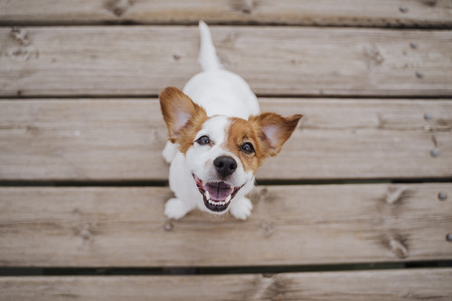 top view of cute small jack russell terrier dog sitting on a wood bridge outdoors and looking at the.jpg