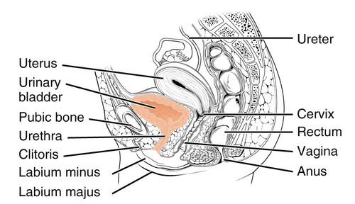 Female Urethra Copy 2.jpg