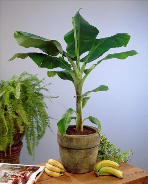 no annual no banana plants mediu.jpg