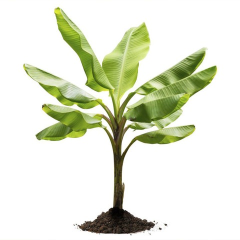dwarf variety of banana plant 1.jpg