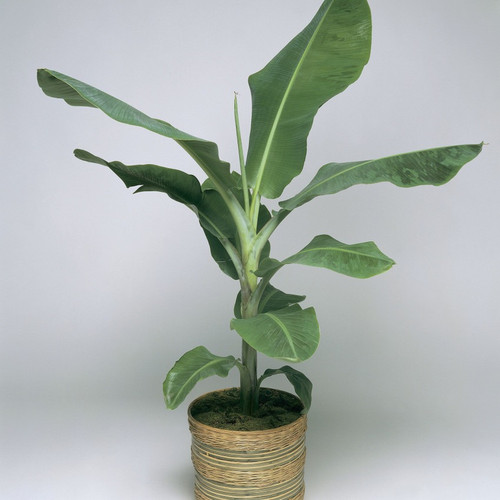 perennial yes yes bp01 1 heaven.jpg