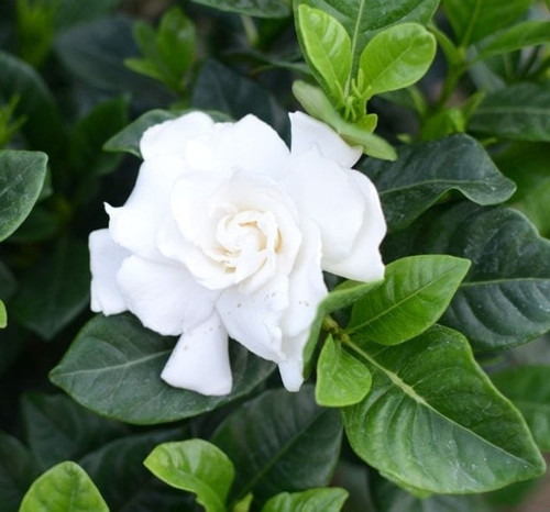 no perennial yes gardenia gandha (2).jpg