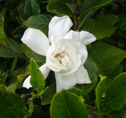 no perennial yes gardenia gandha (1).jpg