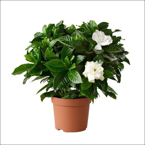 Yoidentity Gardenia Plant.jpg