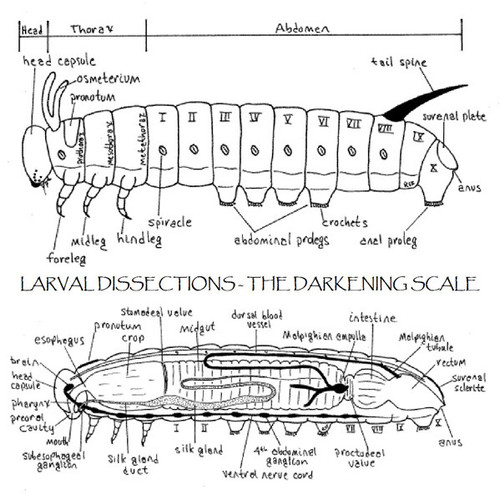 The Darkening scale Larval dissections.jpg