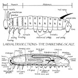 The Darkening scale Larval dissections
