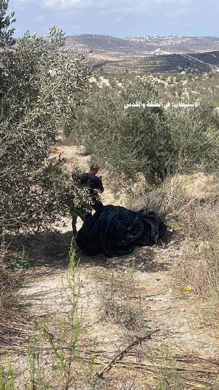 صور| مستوطنون يقتحمون أراض في بلدة دير شرف والناقورة غرب نابلس....