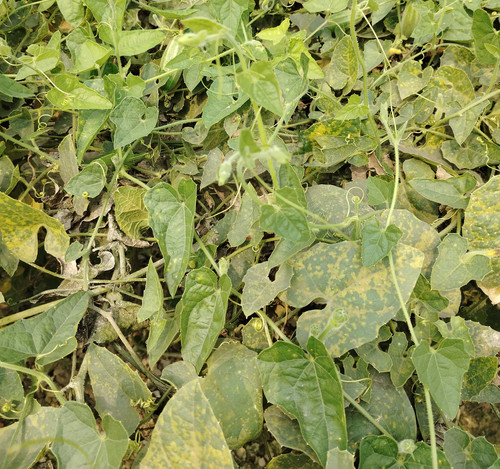IMG 20250223 102132.jpg