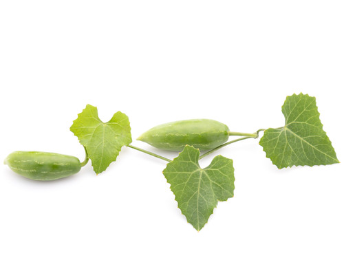 Young green fruit and leaf of ivy Gourd isolated on white.jpg