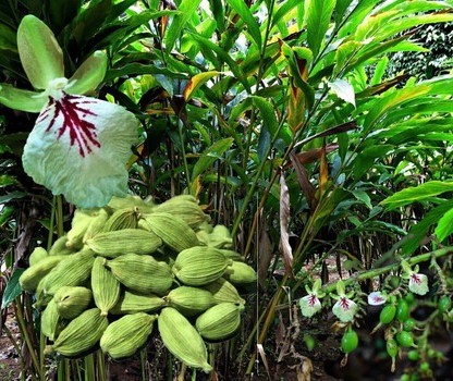 perennial no yes elaichi plant h.jpg