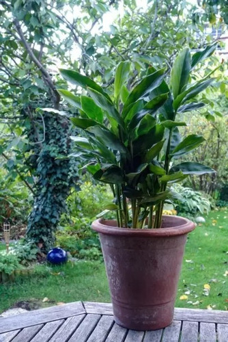 no perennial yes elaichi plant h.jpg