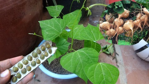 20 sank alu kesari seed greenhor (1).jpg