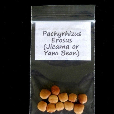 10 yam bean seed 002 greenhorizo.jpg