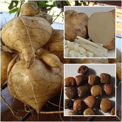 15 yam bean sank alu saag aloo j.jpg