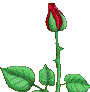 2rosebloom