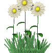 daisies waving lg clr