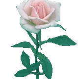 grandmasrose