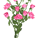 pinkrose