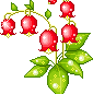 red poppies