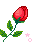 rose 1