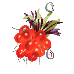 oldsalmonberry
