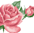 rose5