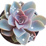 f2u succulent stars by stardust specks dcf5ntn fullview