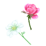 pixel flower studies by rainedragon d1ci2ii fullview