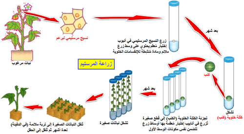 زراعة المرستيم.png