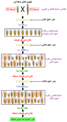 الوثيقة 1.png