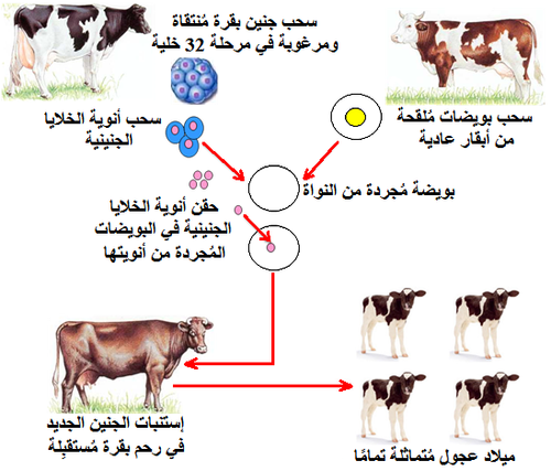 الإستنساخ.png