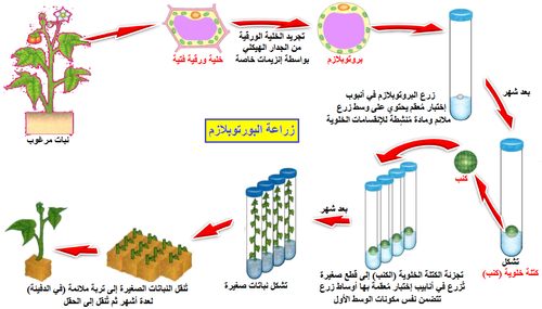 زراعة البروتوبلازم.png