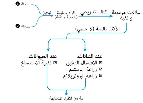 مخطط.jpg