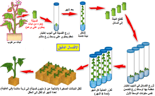 الإفتسال الدقيق.png