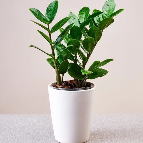 saogbbae 500x500.jpg