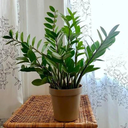 cloud farm hybrid and air purify.jpg