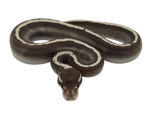 689ebb21583213a409a0f3d4 0.png